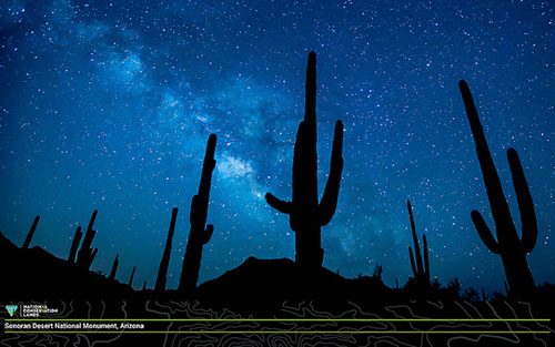 Sonoran desert at night with stars and cactus. Photographed by the Bureau of Land Management