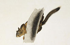 squirrels, Audubon print